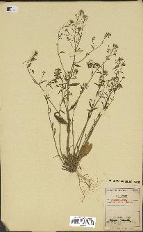 spécimen de Arabidopsis thaliana