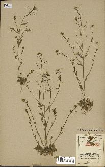 spécimen de Arabidopsis thaliana