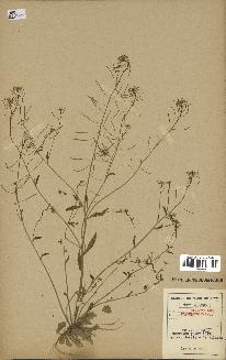 spécimen de Arabidopsis thaliana