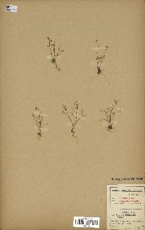spécimen de Arabidopsis thaliana