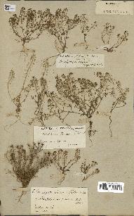 spécimen de Hornungia petraea