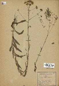 spécimen de Isatis tinctoria