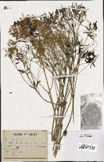 spécimen de Isatis tinctoria