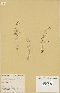 spécimen de Arabidopsis thaliana