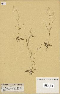 spécimen de Arabidopsis thaliana