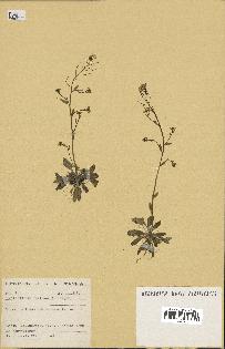 spécimen de Arabidopsis thaliana