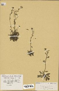 spécimen de Arabidopsis thaliana