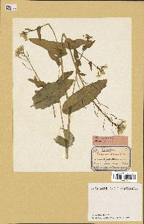 spécimen de Brassica napus