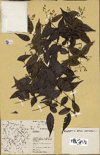 spécimen de Myrcia splendens