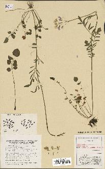 spécimen de Cardamine pratensis