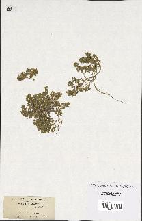 spécimen de Alyssum calycinum