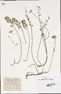 spécimen de Alyssum montanum