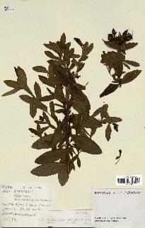 spécimen de Hypericum roeperianum