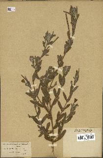 spécimen de Epilobium hirsutum