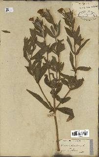 spécimen de Epilobium hirsutum