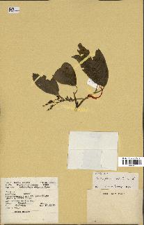 spécimen de Anisoptera costata
