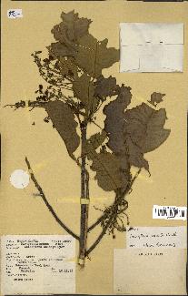 spécimen de Anisoptera costata