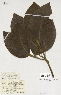 spécimen de Dipterocarpus alatus