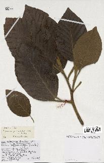 spécimen de Dipterocarpus alatus
