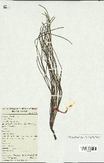 spécimen de Moringa peregrina