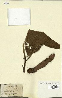 spécimen de Dipterocarpus alatus