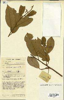 spécimen de Anisoptera costata