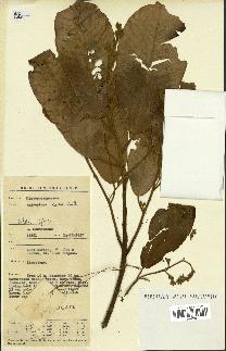 spécimen de Anisoptera costata