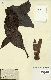 spécimen de Dipterocarpus alatus