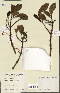 spécimen de Garcinia neglecta