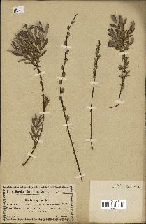 spécimen de Salix repens