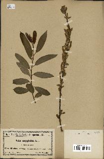 spécimen de Salix triandra