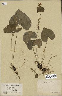 spécimen de Viola cucullata