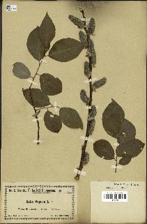 spécimen de Salix caprea