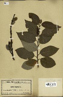 spécimen de Salix caprea