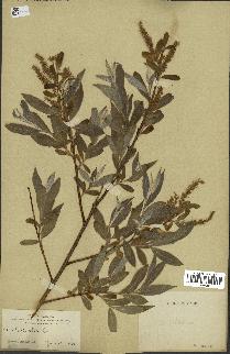 spécimen de Salix alba