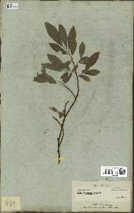 spécimen de Salix bebbiana