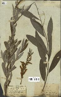 spécimen de Salix alba