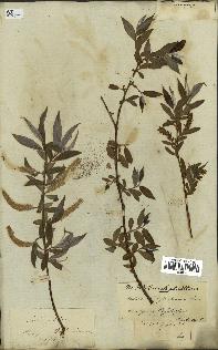 spécimen de Salix alba