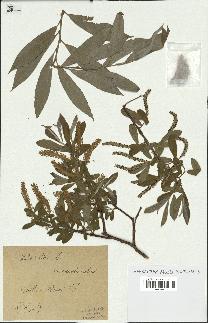 spécimen de Salix alba