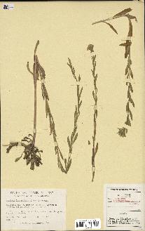spécimen de Erysimum inconspicuum