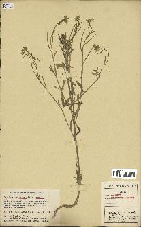spécimen de Erysimum inconspicuum