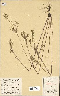 spécimen de Erysimum cheiranthoides