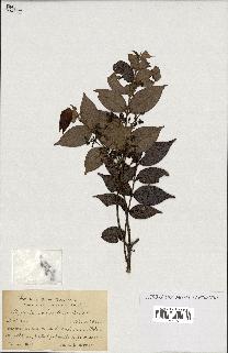spécimen de Myrcia splendens