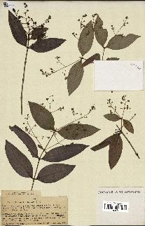 spécimen de Myrcia splendens
