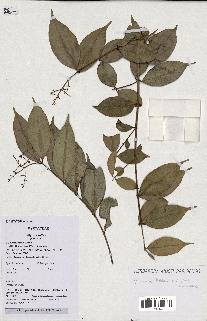 spécimen de Myrcia splendens