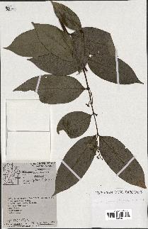 spécimen de Myrcia splendens