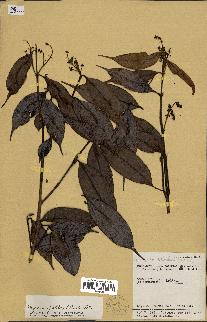 spécimen de Myrcia splendens