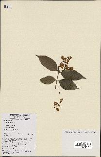 spécimen de Myrcia splendens