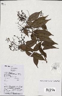 spécimen de Myrcia splendens
