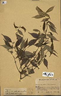 spécimen de Myrcia splendens